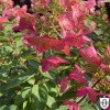 Hydrangea paniculata 'Mega Mindy' - Aedhortensia 'Mega Mindy' C1/1L